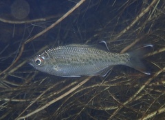 Kuhlia marginata