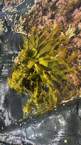 Pachymenia observed 2026-02-21