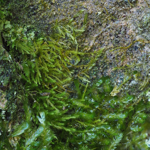Anomodontella longifolia observed 2026-02-25