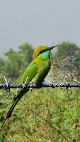 Asian Green Bee-eater