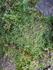 Hypnum cupressiforme filiforme