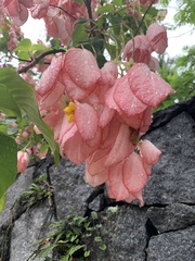 Magnoliopsida
