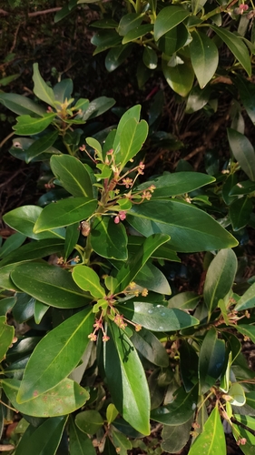 Drimys andina (Drimys andina)