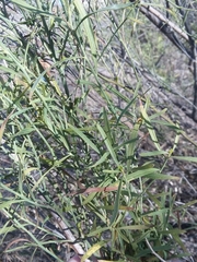 Baccharis neglecta