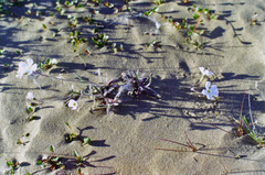 Silene villosula