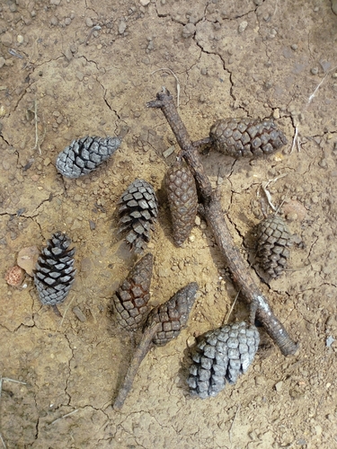 Jalisco pine