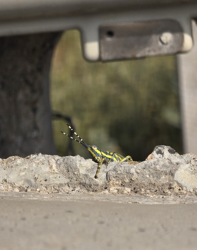 Painted Grasshopper