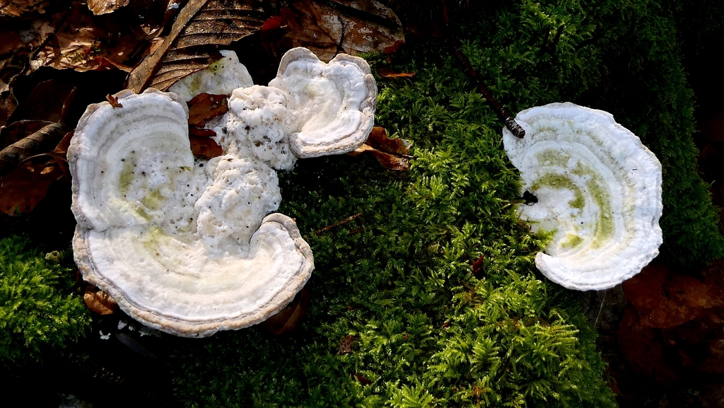 Trametes gibbosa · February 2026 · photo: © patricklm35 (iNaturalist, cc0)