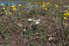 Silene villosula