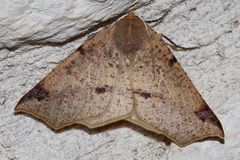 Caripeta triangulata