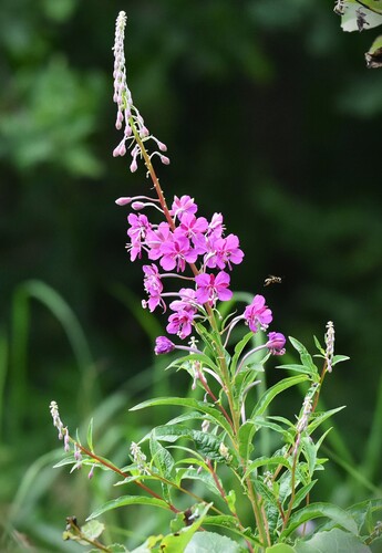 Siauralapis gaurometis nuotrauka