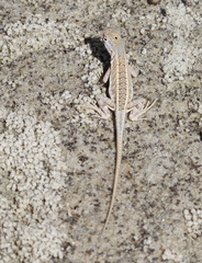 Chalarodon madagascariensis