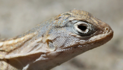 Chalarodon madagascariensis