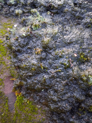 Cyanobacteria observed 2026-02-25