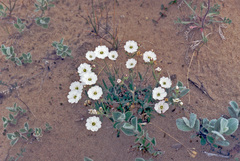 Silene villosula
