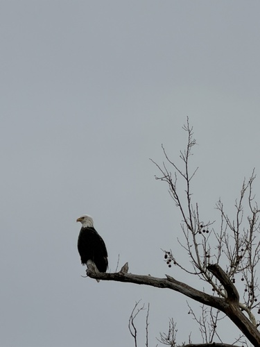 Bald Eagle