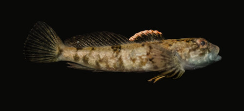 Slijmdonderpad (Cottus cognatus) — Cottidae — 2