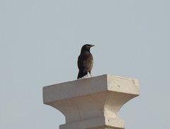 Acridotheres tristis