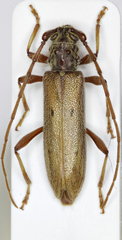 Eburida quadriguttata