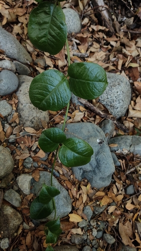 Mandevilla pubescens, photograph 1