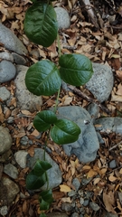 Mandevilla pubescens, photograph Constanza Vargas Villegas, CC BY, iNaturalist via GBIF
