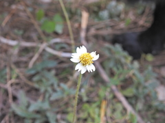 Tridax procumbens