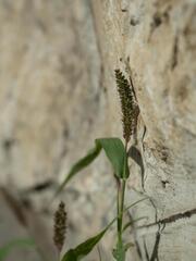 Setaria adhaerens, photograph (c) Daniel Cahen, some rights reserved (CC BY)