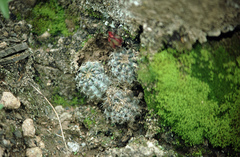 Aylostera steinmannii