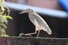 Ardeola grayii