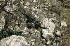Aylostera steinmannii