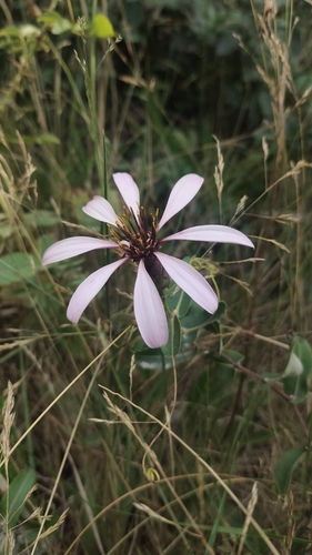Mutisia spinosa, photograph 3