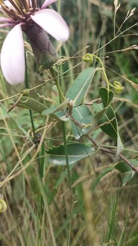Mutisia spinosa, photograph 4