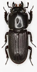 Figulus foveicollis