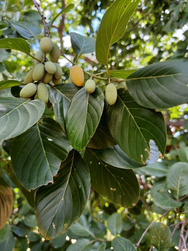 brown ivory
