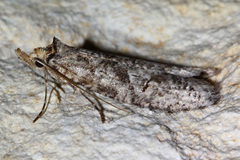 Ellabella melanoclista