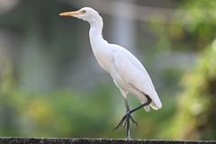 Bubulcus ibis