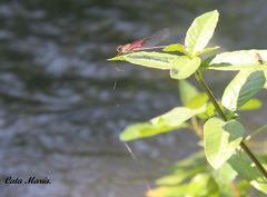 Hetaerina cruentata