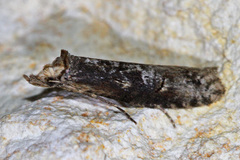 Ellabella melanoclista