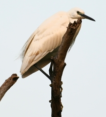 Egretta garzetta