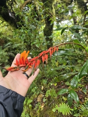 author not stated, no rights reserved Pitcairnia brittoniana, photograph author not stated, no rights reserved
