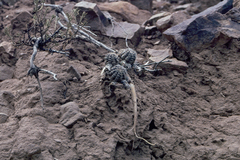 Aylostera steinmannii