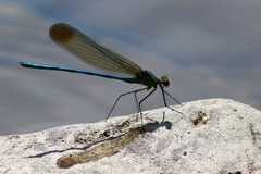 Calopteryx amata