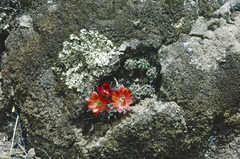Aylostera steinmannii