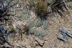 Aylostera steinmannii