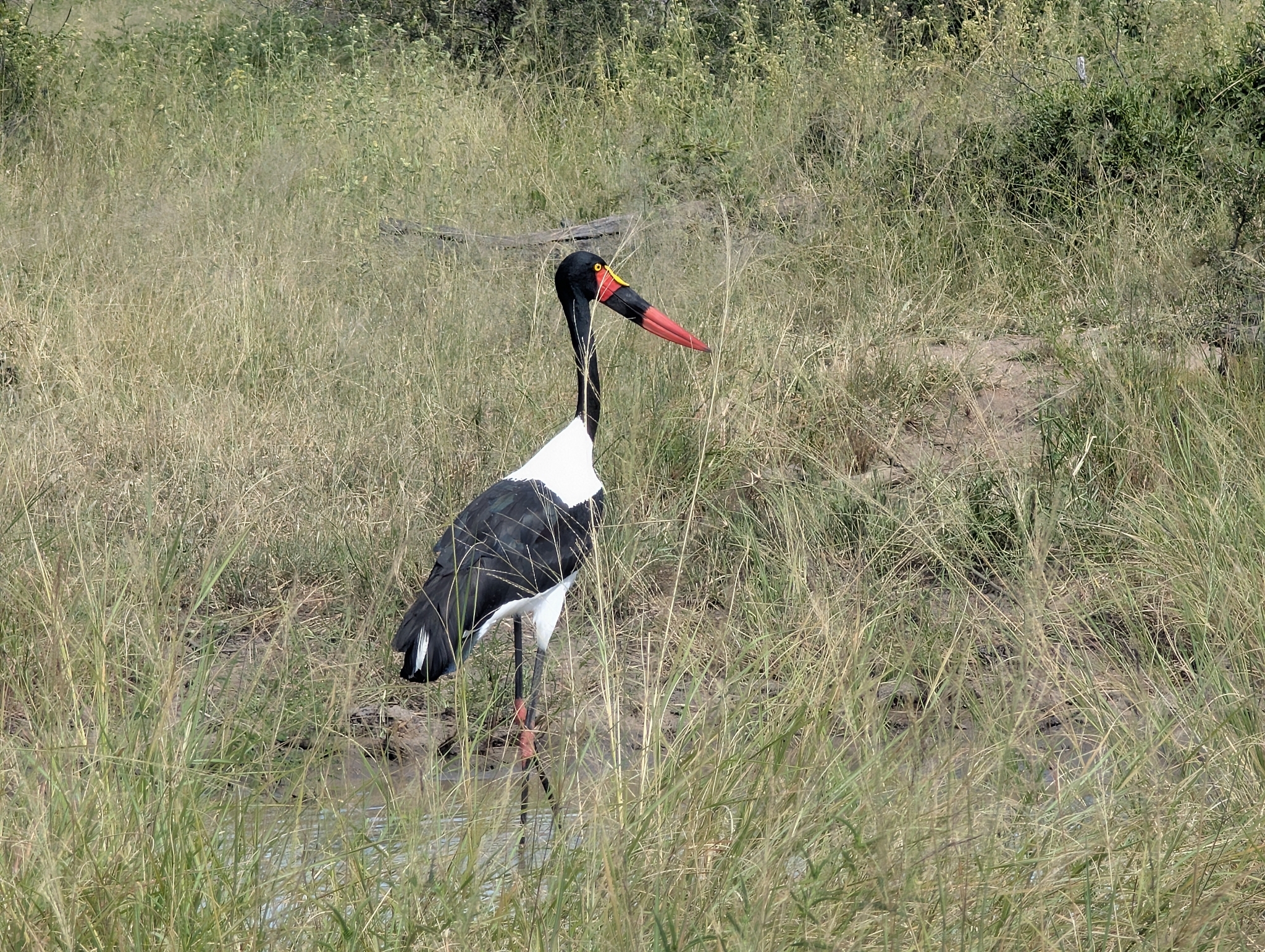 Saddle-billed Stork (Ephippiorhynchus senegalensis), photo 7