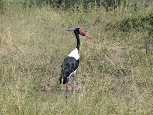 Saddle-billed Stork (Ephippiorhynchus senegalensis), photo 8