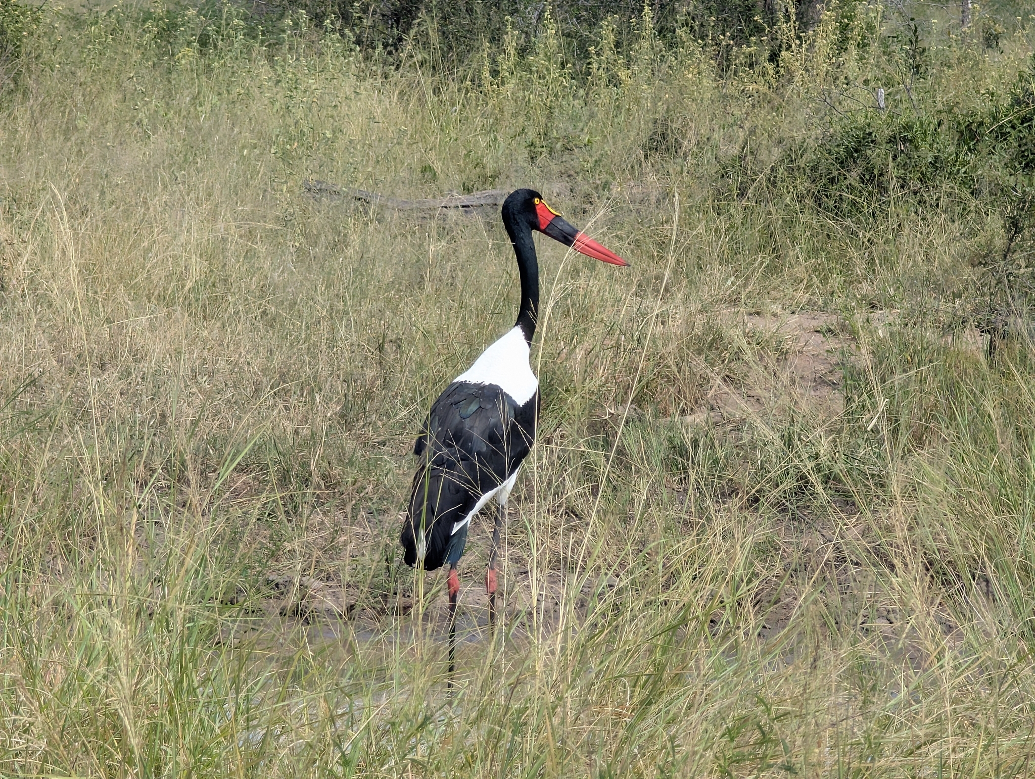 Saddle-billed Stork (Ephippiorhynchus senegalensis), photo 8