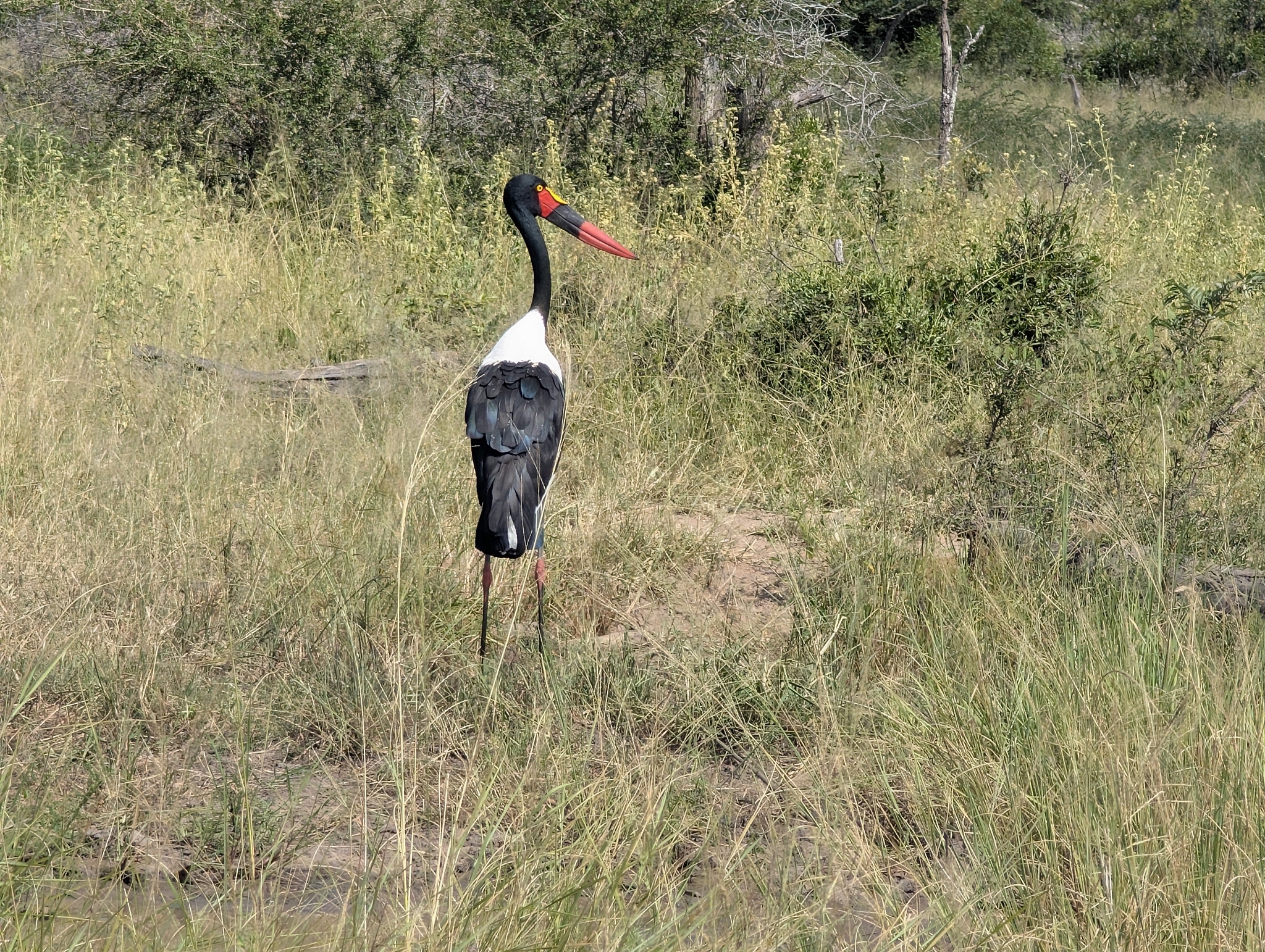 Saddle-billed Stork (Ephippiorhynchus senegalensis), photo 9