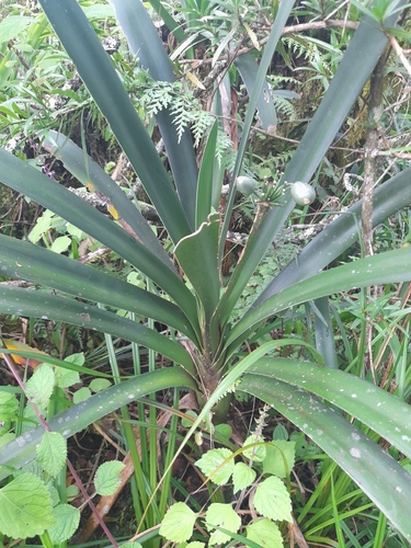 Longstem Bushlily