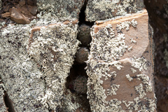 Aylostera steinmannii